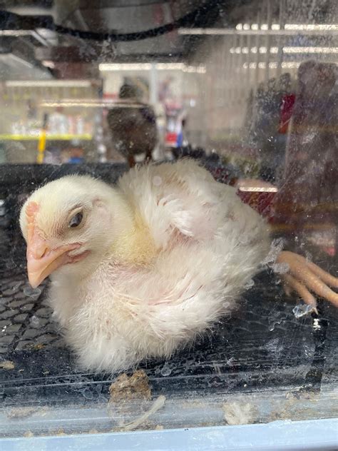 does tractor supply have baby chicks